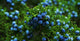 Juniper Berries: Everything You Need to Know About This Unique Fruit