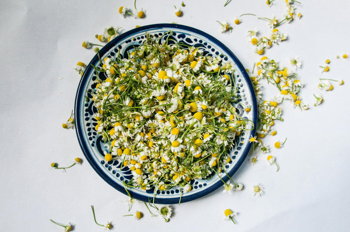 La Cosecha de Flores de Manzanilla: Beneficios para la Salud y Recetas de Té Frío para el Verano