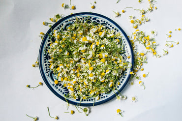 La Cosecha de Flores de Manzanilla: Beneficios para la Salud y Recetas de Té Frío para el Verano