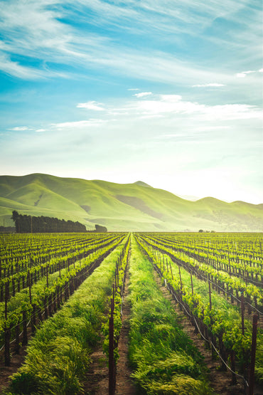 El Viaje de la Uva Chardonnay: Desde el origen hasta Nueva Zelanda